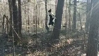 На прогулках с Вестой в межсезонье