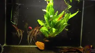 Rio Atabapo F1 Pterophyllum Altum angelfish (Captive Bred) - Group of 6 Silver Dollar+ size