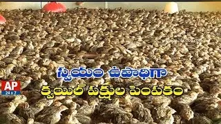 Quail Birds Farming is the Best Opportunity For Self Employment | Rythu Ratham | AP24x7