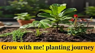 Grow with me ! planting journey Grow with me! planting journey