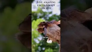 5 amazing facts about giraffe 🦒🦒 #facts #animals #wildlife #shorts #amazingfacts #giraffe