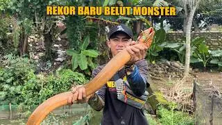 DUA REKOR TERBARU BELUT MONSTER 2026