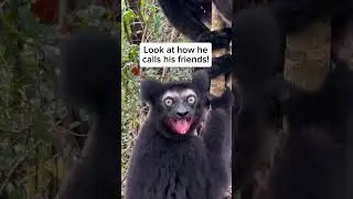 The indri lemur, native to Madagascar&rsquo;s lush rainforests #wildlife