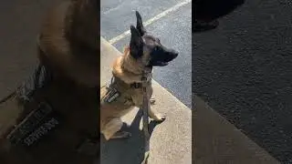 #lifewithgrieseley #beautifulbeliganmalinois #workingbreed