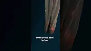 Researchers capture footage of rare deep-sea squid