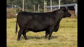 Lot 16: SAC Emblynette 8184 | Scott Angus Cattle