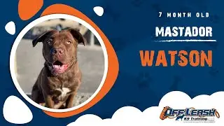 Best Mastador Dog Training | Marina, CA | Watson