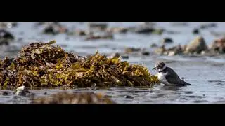 Semipalmated Plover's along the Cow Head shore | Summer in Newfoundland Ep4