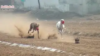 Greyhound Track race Final Tali Goraya 29 Jan 2025
