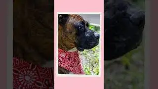 For all the dog lovers!