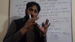 TOPIC# MECHANISM OF CELLULAR DETERMINATION