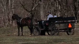 WELL BROKE BAY MARE, RIDES AND DRIVES, TRAFFIC SAFE, HONEST AND FUN