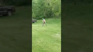 Fat Bandit Lawn Surf Fail