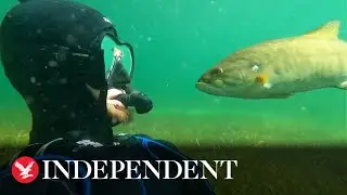 Diver become friends with wild fish and now they 'meet' every summer at the same spot