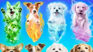 We Adopted Four Elements Pets! Emerald, Ruby, Diamond and Sapphire Dog