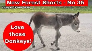 Love those Donkeys in The New Forest! #donkeys #NewForest