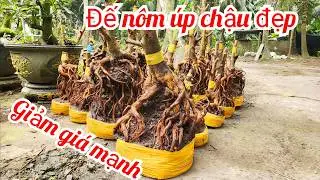 26/12 Nên 0918818355 v 0328438848 phôi mai bonsai đế đẹp giá giảm mạnh