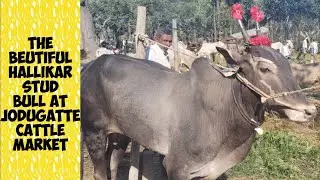 Jodugatte cattle fair 2025 @ Indian hallikar