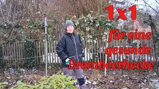 Beachte DAS beim Schnitt deiner Brombeerhecke