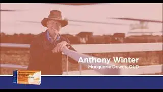 30 sec snippet from Anthony Winter. QLD Feedlot - Pestivirus: The hidden cost.