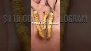 Hunt for the World&rsquo;s Most Expensive Fungus - Cordyceps #satisfying @HappyFarm85