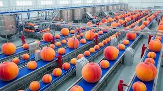 Inside the Million Dollar Peach Factory Full Processing Line From Raw to Ready
