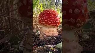 Strange Red Mushroom in the Amazon Jungle: Incredibly Delicious!