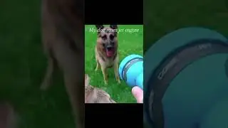 Me when I accidentally use my military jet engine on my dog