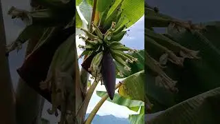 matica de platano