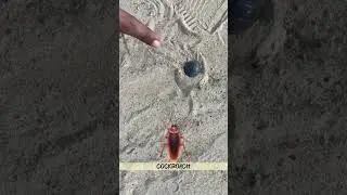 Sandroach🪳cockroach ka cousin #shorts #biology #neetaspirents #cockroach