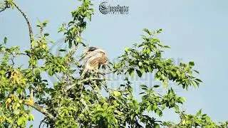 Kestrel falcons documentary, information #falcon #rescue #wwf #ecosystem #zoology #falconry #raptor 