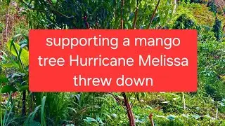 HOW TO SUPPORT A TREE  , USING PIMENTO WOOD, A ROPE AND WIRE! POST HURRICANE CARE. #treehouse 