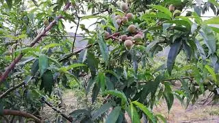 Diferencia del clima tropical y el clima de estaciones en el cultivo de Durazno!!