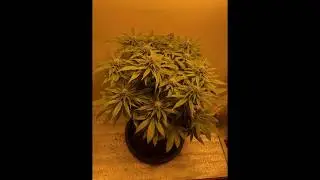 Sweet Valley Kush | Time Laps