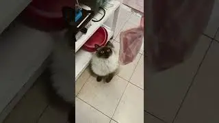after that he eat whole ham 😅 #cats #catsshorts #cat