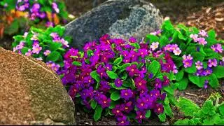 The Gardens at Oak Lawn Cheese factory : Moments #13 Primulas