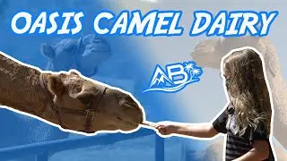Take a Tour of Oasis Camel Dairy