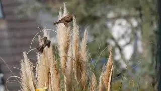 Mindful Minute&nbsp;- Sparrows (Classroom, Studying, School Mental Break)