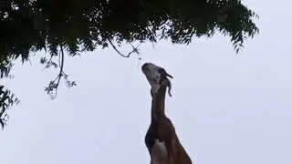 #Intelligent :Goat