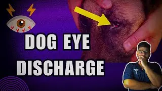 STOP Ignoring Your Dog's Eye Discharge Before It's Too Late!