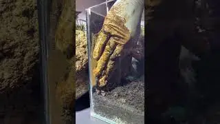Откройте для себя искусство природы (террариумы) в FNB Aquatics #terrariumart #terrariumsetup #te...