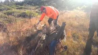 Plum Pickings in Plum Point, Newfoundland