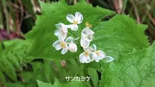 平家平～姥ヶ岳（1,454m）福井県大野市 2021.5.23
