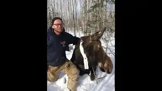 Dr. Seth Moore &ndash; Indigenous Co-Stewardship of Moose