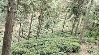 The tea mountains atop the high mountain peaks