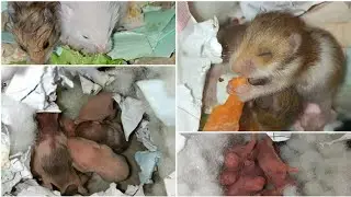 ولادة الهامستر 🐹أطفال هامسترتي من الولادة إلى الفطام/جابت اثنين معاقين 🥺