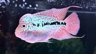 Stunning Flowerhorn Kamfa Imported from Thailand 🇹🇭 | Rare Thai Beauty!
