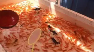 Nakanojo festival 金魚すくい goldfish scooping