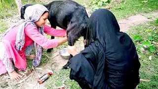 Beautiful Girls Goats Milk collect By Hand | Goat Milking