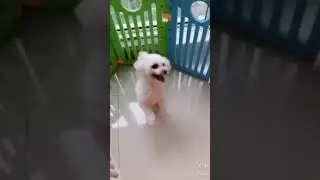 DOG spins around RIDICULOUSLY FAST! #shorts